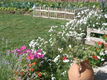 Les fleurs de la terrasse